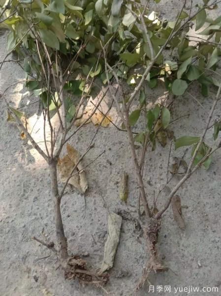 女貞爛根是什么原因造成的？如何挽救？(圖1)