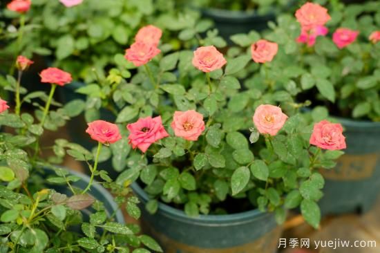 月季花苗什么時候移栽？月季花苗移栽注意事項(圖1)