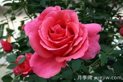 月季花苗什么時候移栽？月季花苗移栽注意事項(圖2)