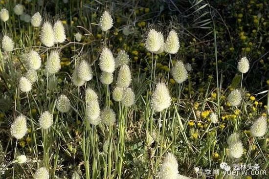 又美又耐寒，適合北方的14個觀賞草種類推薦(圖3)