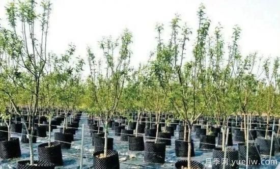 容器苗怎么固定才能防止傾倒？(圖1)