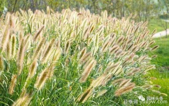 又美又耐寒，適合北方的14個觀賞草種類推薦(圖4)