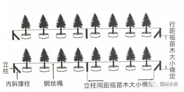 容器苗怎么固定才能防止傾倒？(圖2)