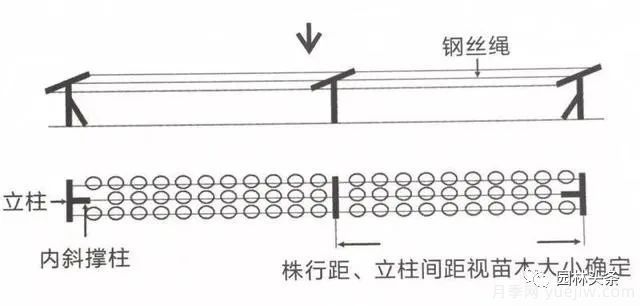 容器苗怎么固定才能防止傾倒？(圖3)