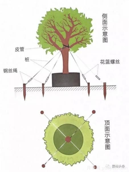 容器苗怎么固定才能防止傾倒？(圖4)