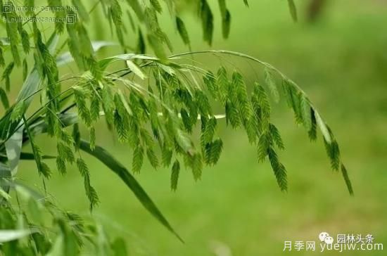 又美又耐寒，適合北方的14個觀賞草種類推薦(圖8)