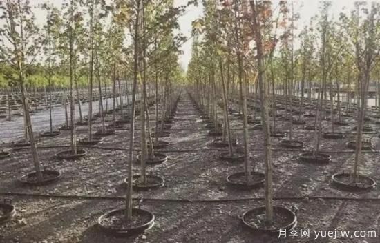 容器苗怎么固定才能防止傾倒？(圖6)