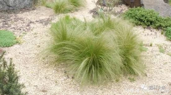 又美又耐寒，適合北方的14個觀賞草種類推薦(圖10)