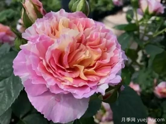 淘汰掉的6款藤本月季，經(jīng)典就是適合的嗎？(圖2)