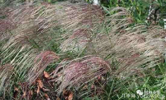 又美又耐寒，適合北方的14個觀賞草種類推薦(圖12)
