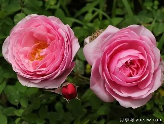 淘汰掉的6款藤本月季，經(jīng)典就是適合的嗎？(圖3)