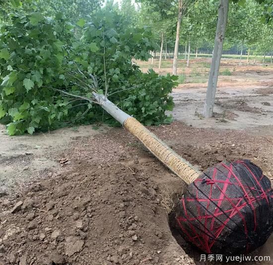 新栽苗木如何快速復壯？5個養(yǎng)護難點一定要知道(圖1)
