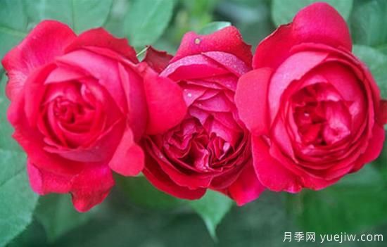 淘汰掉的6款藤本月季，經(jīng)典就是適合的嗎？(圖5)