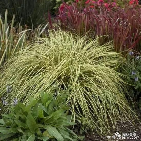 又美又耐寒，適合北方的14個觀賞草種類推薦(圖14)