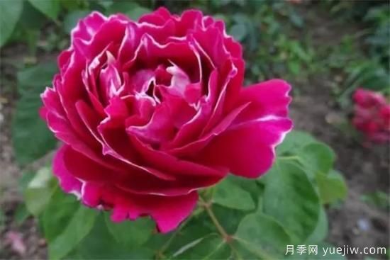 淘汰掉的6款藤本月季，經(jīng)典就是適合的嗎？(圖6)