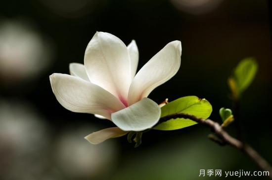 廣玉蘭的養(yǎng)護(hù)過(guò)程都需要注意哪些問(wèn)題？(圖1)