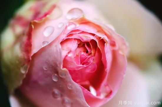 初冬月季花苞打不開，可能是這些原因，有什么應(yīng)對(duì)措施(圖2)