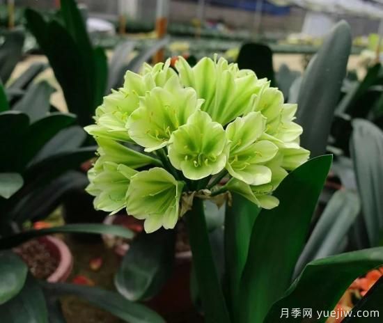 君子蘭黃葉的3個(gè)原因，如何恢復(fù)油綠挺拔輕松開花(圖1)