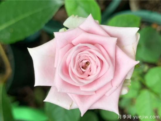 玫瑰、月季、薔薇如何區(qū)別？3個(gè)方法很簡(jiǎn)單(圖1)