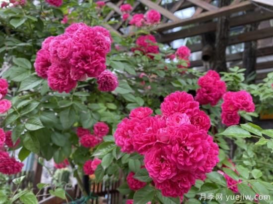 玫瑰、月季、薔薇如何區(qū)別？3個(gè)方法很簡(jiǎn)單(圖2)