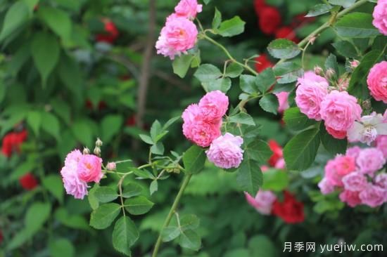玫瑰、月季、薔薇如何區(qū)別？3個(gè)方法很簡(jiǎn)單(圖3)