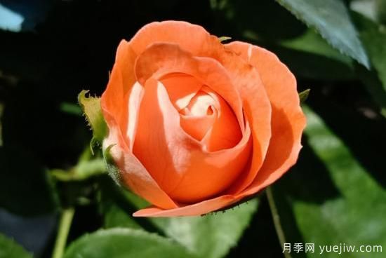玫瑰、月季、薔薇如何區(qū)別？3個(gè)方法很簡(jiǎn)單(圖4)