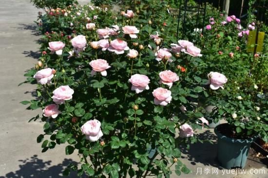 初冬月季花苞打不開，可能是這些原因，有什么應(yīng)對(duì)措施(圖4)