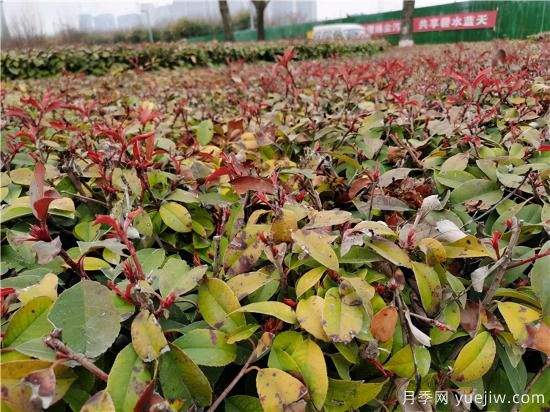 園林植物怎么合理用好防凍液？(圖1)