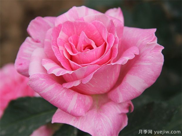 讀書句子迷：余生只愿你知足且上進(jìn)，溫柔而堅(jiān)定(圖1)