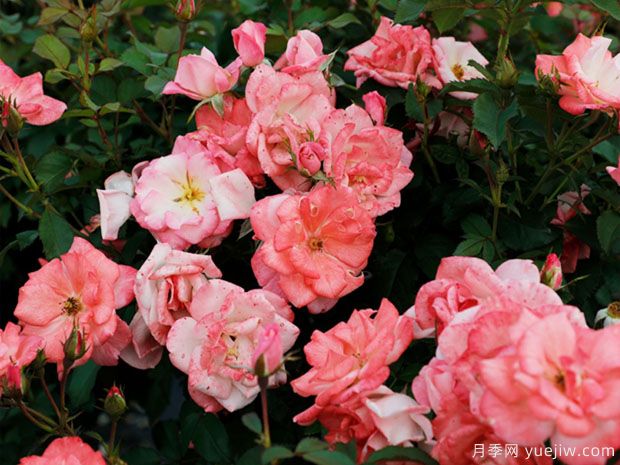 推薦8種藤本月季，抗病性強(qiáng)好養(yǎng)好看愛開花(圖5)