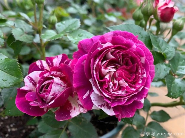 月季花病蟲害該如何防治？(圖1)