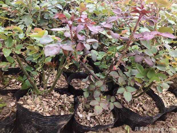 新疆喀什適合月季種植和應(yīng)用嗎？(圖2)