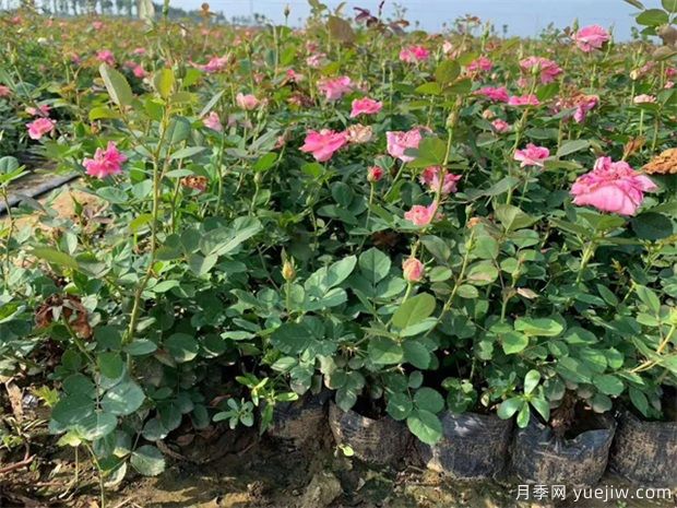 豐花月季與普通月季的區(qū)別？園林花壇喜歡用的特點(diǎn)(圖2)