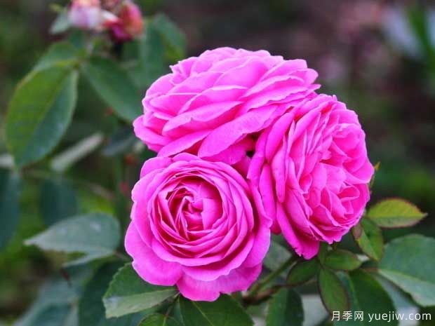 月季花枝壯花多長勢旺要用什么肥料？(圖1)