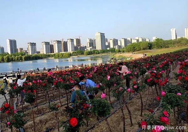濰坊昌樂：西湖月季盛放期，五一假期花海來襲(圖2)