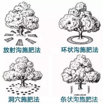 花卉苗木秋季土埋有機(jī)肥有哪幾種方法？(圖1)