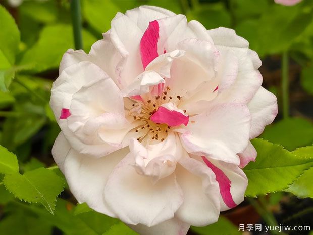 古老珍貴的10種國產(chǎn)月季，抗病好養(yǎng)比歐月實在(圖3)