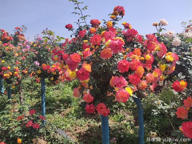 月季花怎么養(yǎng)好很簡單？總結(jié)養(yǎng)護(hù)管理要點(圖1)