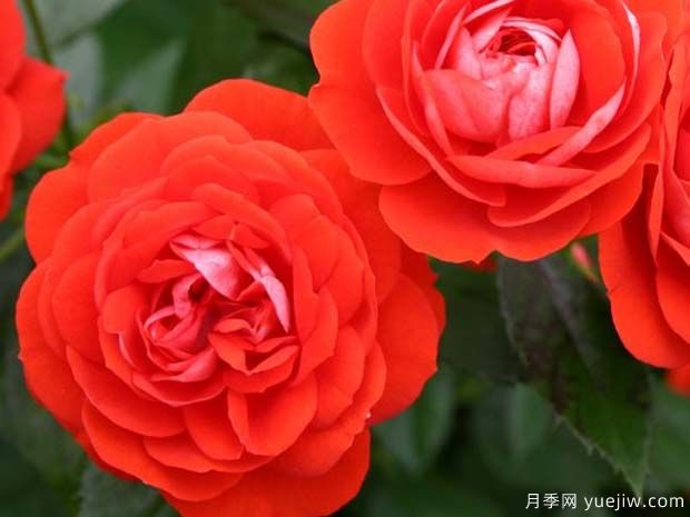 燦爛花環(huán)月季/燦爛門(mén)廊月季(圖1)
