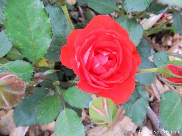 燦爛花環(huán)月季/燦爛門(mén)廊月季(圖2)
