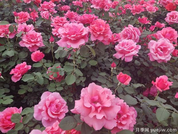 為什么不要買根接的月季？兩年之后長勢慢(圖1)