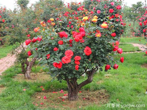 樹木移植過深過淺會(huì)影響成活，危害及挽救措施是什么？(圖1)