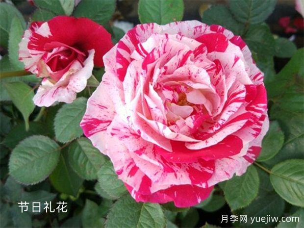 大神養(yǎng)月季沒有不踩的6個(gè)月季坑，你經(jīng)歷幾個(gè)？(圖2)