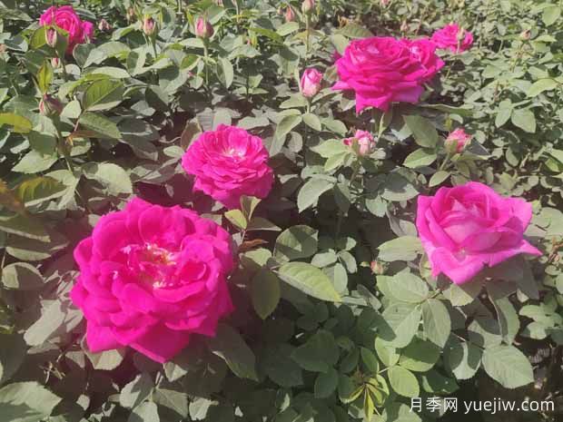 月季株形知識：微月、灌木、藤本、可藤可灌、株型緊湊(圖1)
