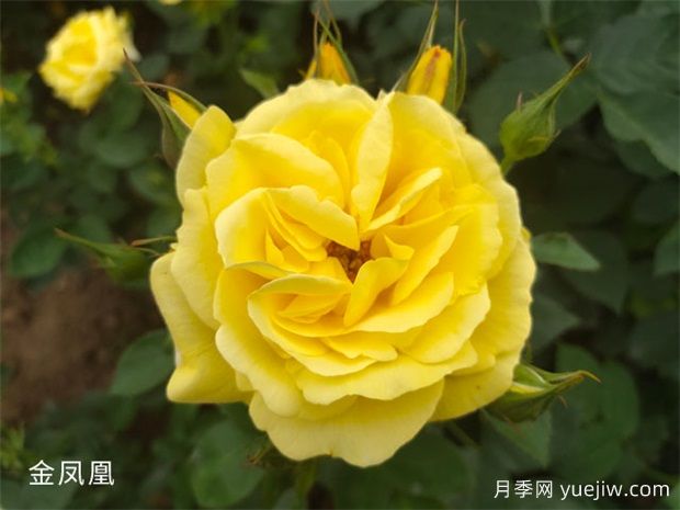 推薦20個(gè)大花月季品種，花大味香，顏值擔(dān)當(dāng)(圖3)