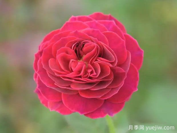 打開(kāi)月季(圖1)