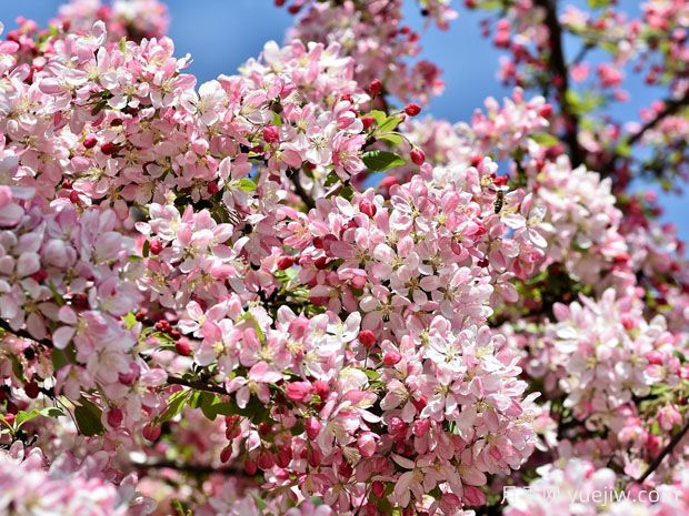 花園小路兩邊種什么樹？推薦6種開花苗木(圖1)