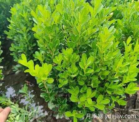 豆瓣黃楊怎么養(yǎng)？(圖1)