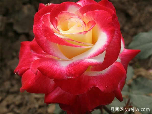 推薦10款經(jīng)典的濃香型月季，又香又好養(yǎng)(圖1)