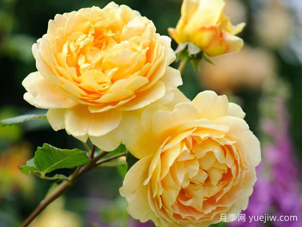 推薦10款經(jīng)典的濃香型月季，又香又好養(yǎng)(圖2)